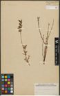 Foto von Salix purpurea L. x Salix repens L.